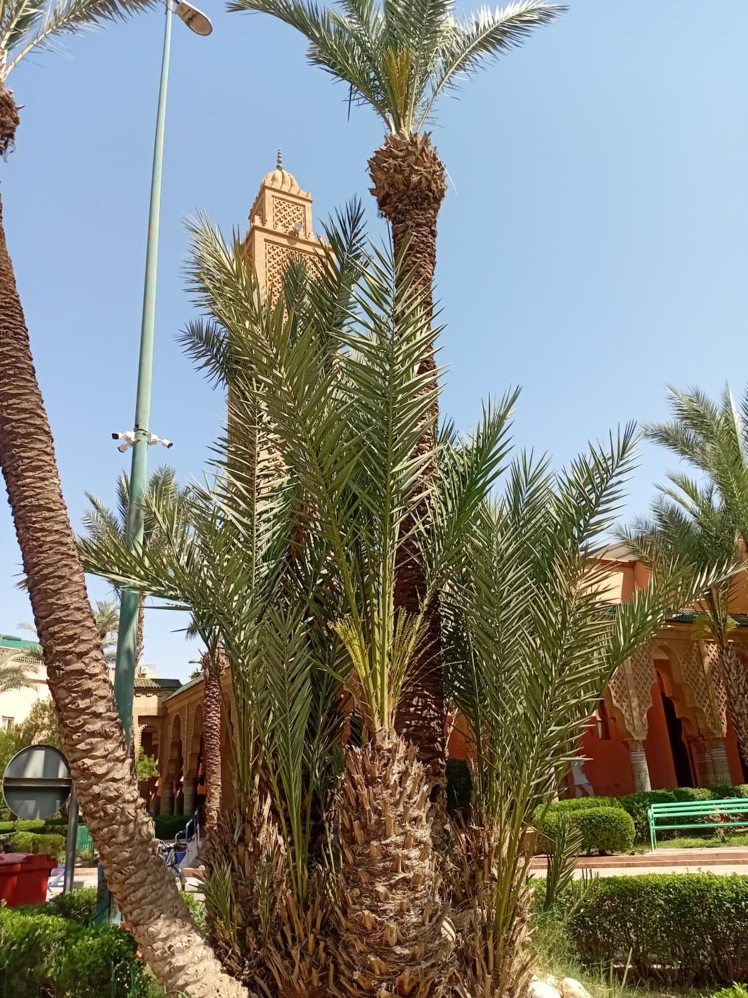 Riad Le Shams Marrakesh Eksteriør billede